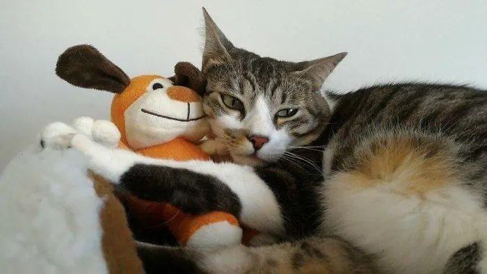 Puma And His Dog