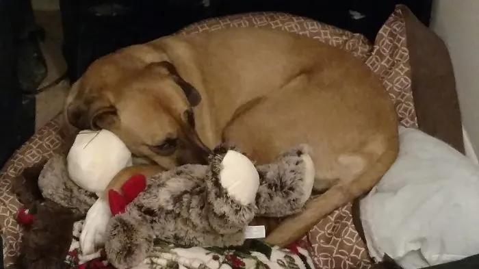 Bella And Her Stuff Animal. She Has Distroyed All Others But Not This One.