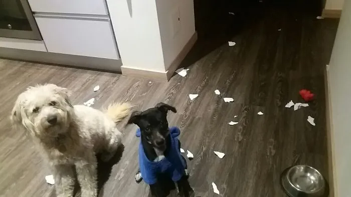 So, Who Did It?