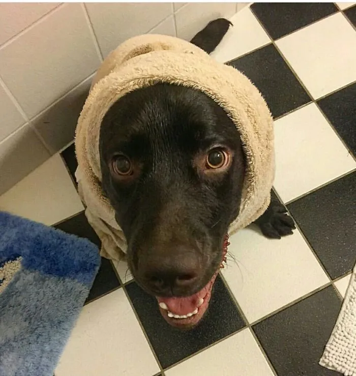 Little Puppy Look Like An Old Grandma !