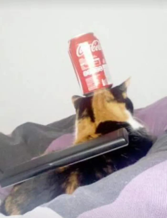 Decorated My Cat (can Is Empty)