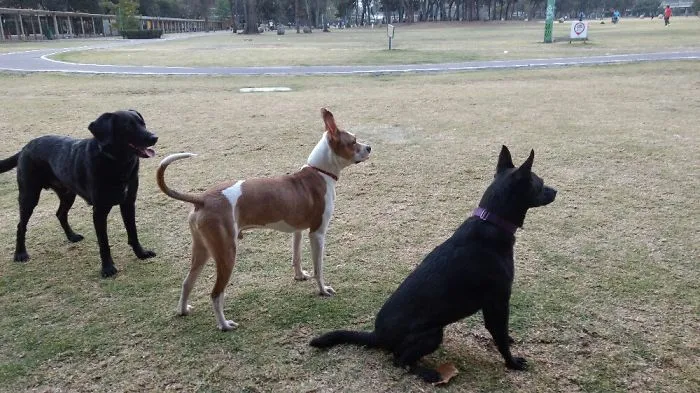 My Mini Beasts Ready To Play