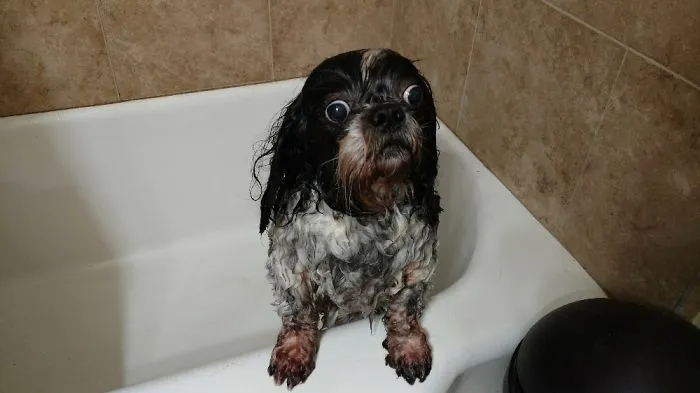 My Fluff... It's Gone!!!