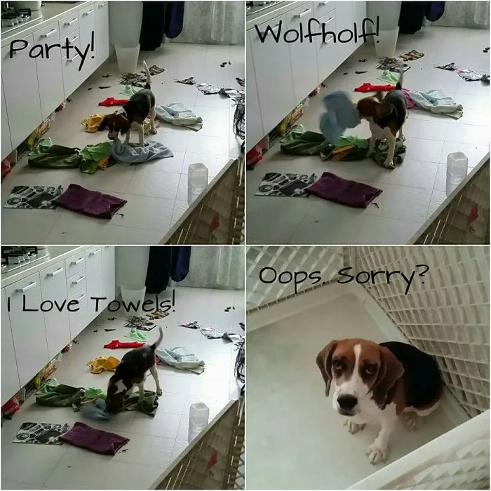 This Is My Other Dog, Beagle. Hope There Are No More Nasty Comments Because Our Pets Are Family