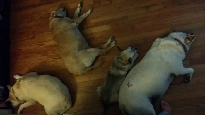 Guard Dogs Behind Me At My Desk...well At Least One.