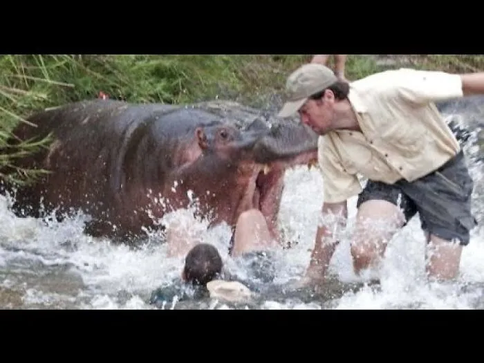 15 Animals With The Highest Yearly Human Body Counts