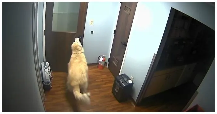 Forward To Freedom! Clever Dog Escaped From The Animal Clinic.