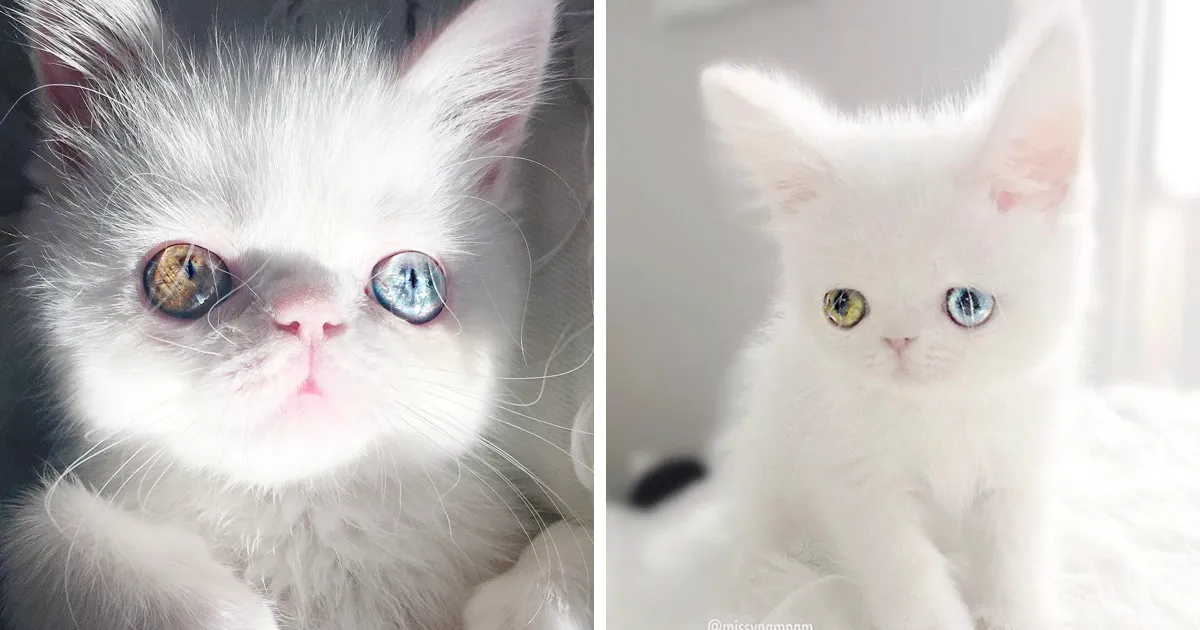 Esta es Pam Pam, una gatita con heterocromía cuyos ojos te hipnotizarán