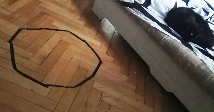 Guy Can't Get His Cat To Sit In The Circle, But Then  Discovers Something Frightening About His Cat