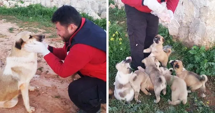 Dog Abandoned With Her 15 Puppies Finds The Best Person To Help Them