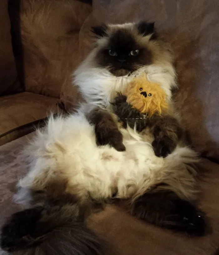 Chewbacca With His Stuffed Chewbacca