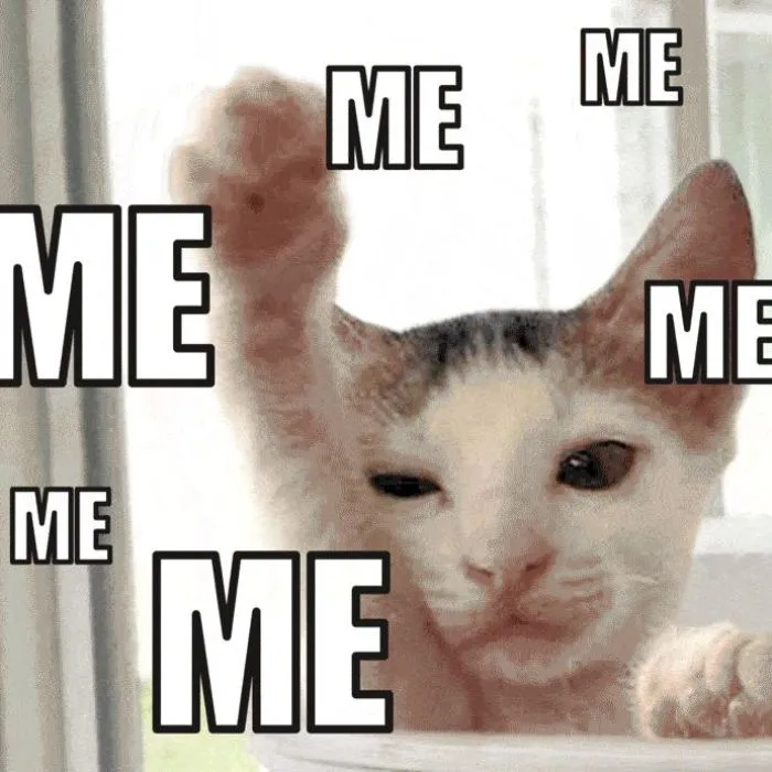 Spca Turns Adoption Announcements Into Gif Memes