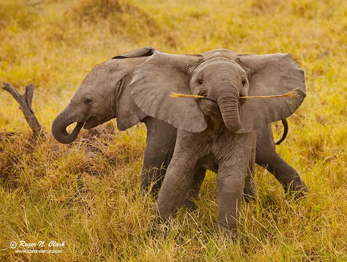 10+ Crías de elefante que te harán sonreír instantáneamente