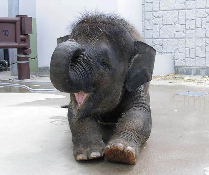 10+ Crías de elefante que te harán sonreír instantáneamente