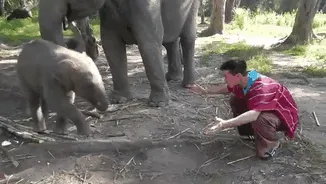 Baby elephant cuddling with human