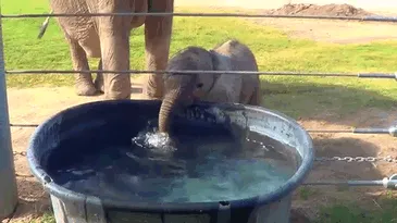 Baby elephant blows bubbles 