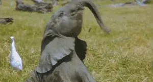 10+ Crías de elefante que te harán sonreír instantáneamente