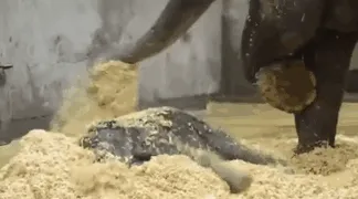 10+ Crías de elefante que te harán sonreír instantáneamente