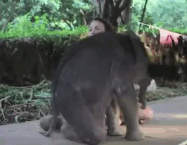 31 Baby Elephant Photos To Instantly Brighten Up Your Day
