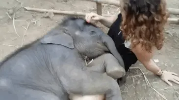 10+ Crías de elefante que te harán sonreír instantáneamente
