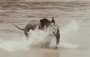 10+ Crías de elefante que te harán sonreír instantáneamente