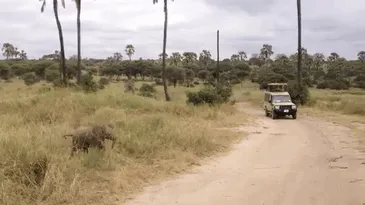 10+ Crías de elefante que te harán sonreír instantáneamente