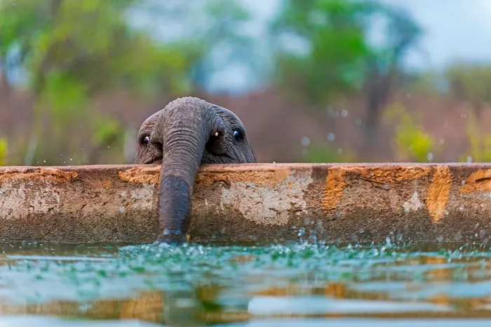 10+ Crías de elefante que te harán sonreír instantáneamente
