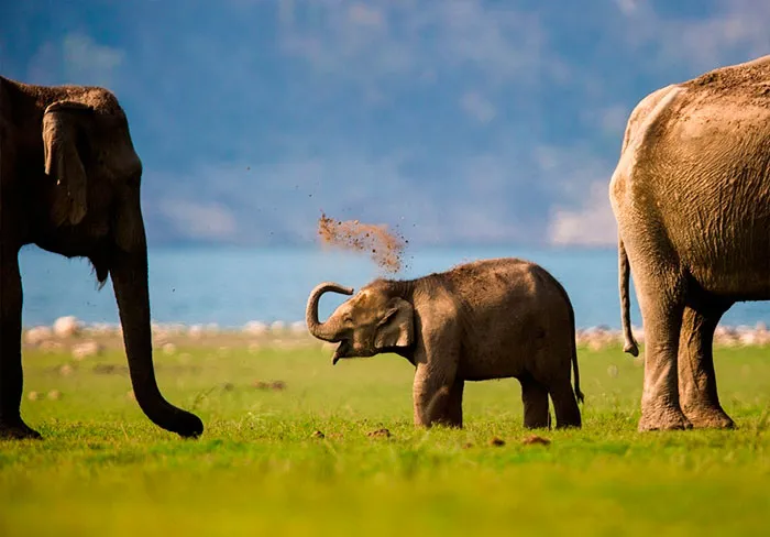 10+ Crías de elefante que te harán sonreír instantáneamente