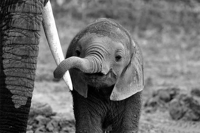 10+ Crías de elefante que te harán sonreír instantáneamente