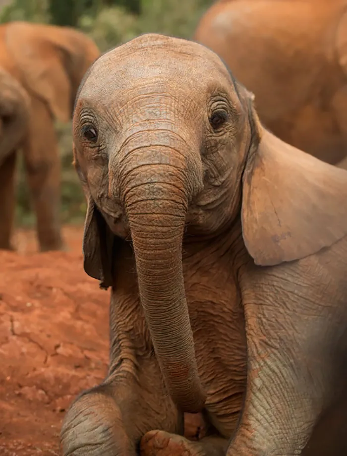 10+ Crías de elefante que te harán sonreír instantáneamente