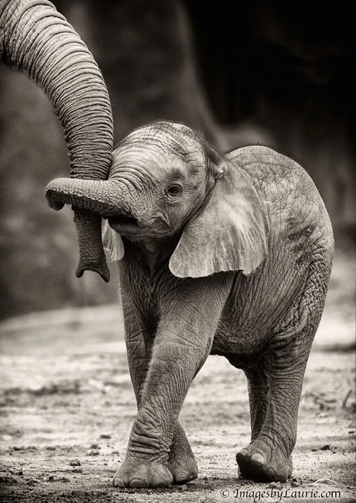 10+ Crías de elefante que te harán sonreír instantáneamente