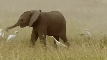 10+ Crías de elefante que te harán sonreír instantáneamente