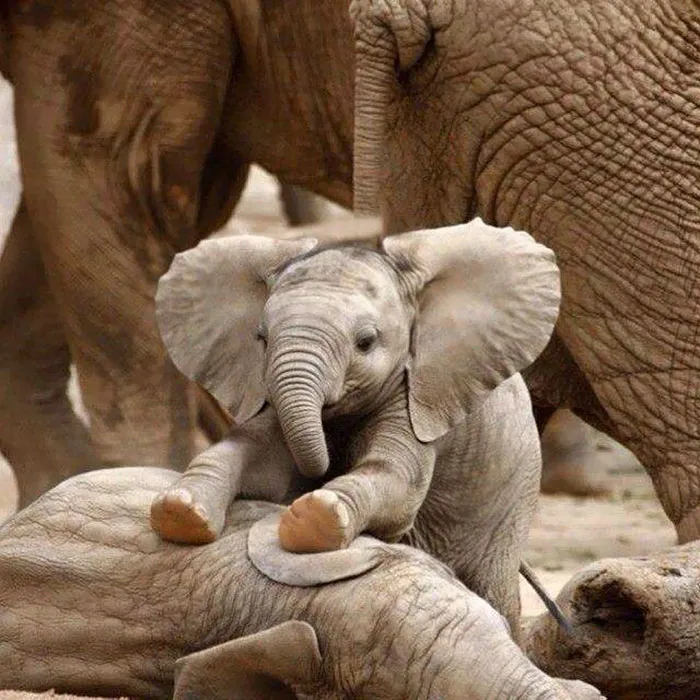 Baby elephant 