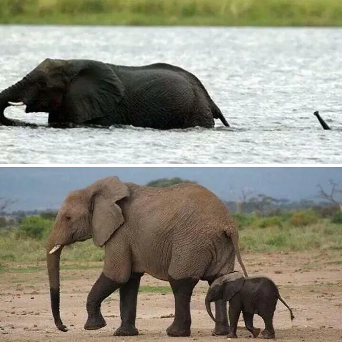 10+ Crías de elefante que te harán sonreír instantáneamente