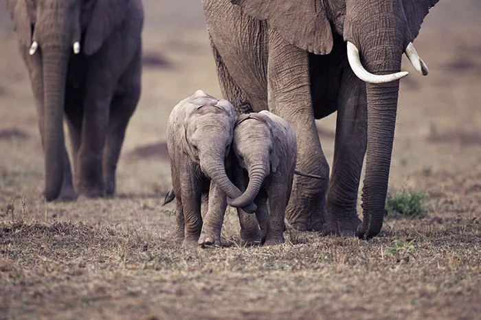 10+ Crías de elefante que te harán sonreír instantáneamente