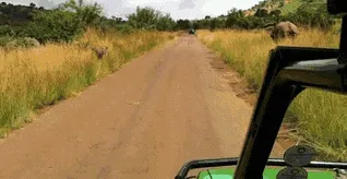 Baby elephant running in circles