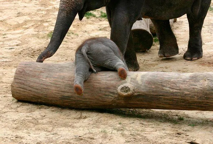 10+ Crías de elefante que te harán sonreír instantáneamente