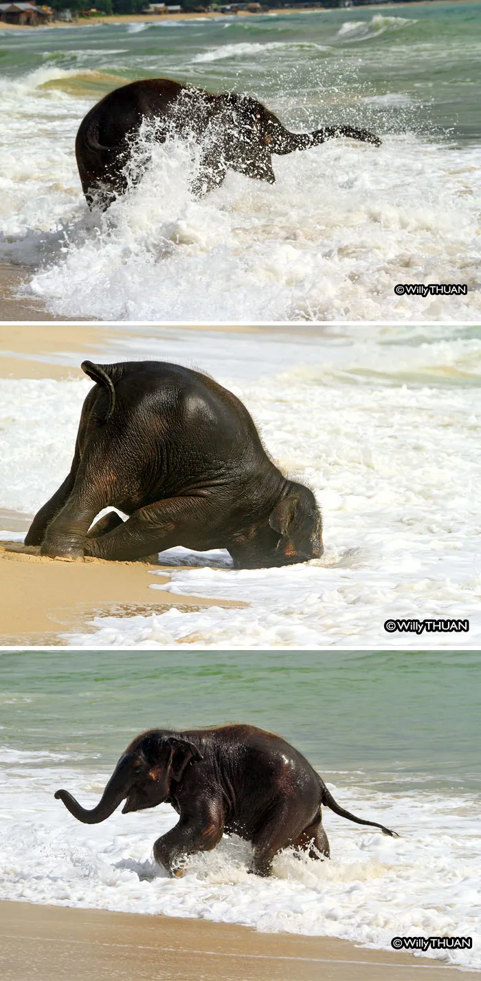 10+ Crías de elefante que te harán sonreír instantáneamente
