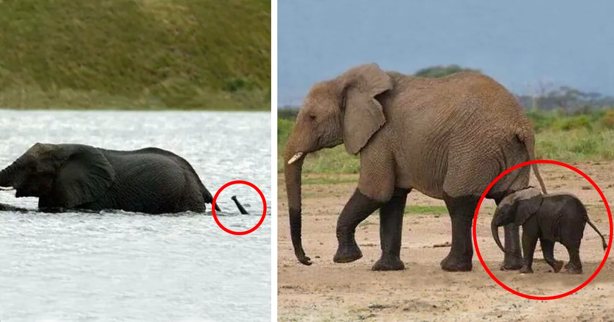 10+ Crías de elefante que te harán sonreír instantáneamente
