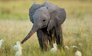 31 Baby Elephant Photos To Instantly Brighten Up Your Day