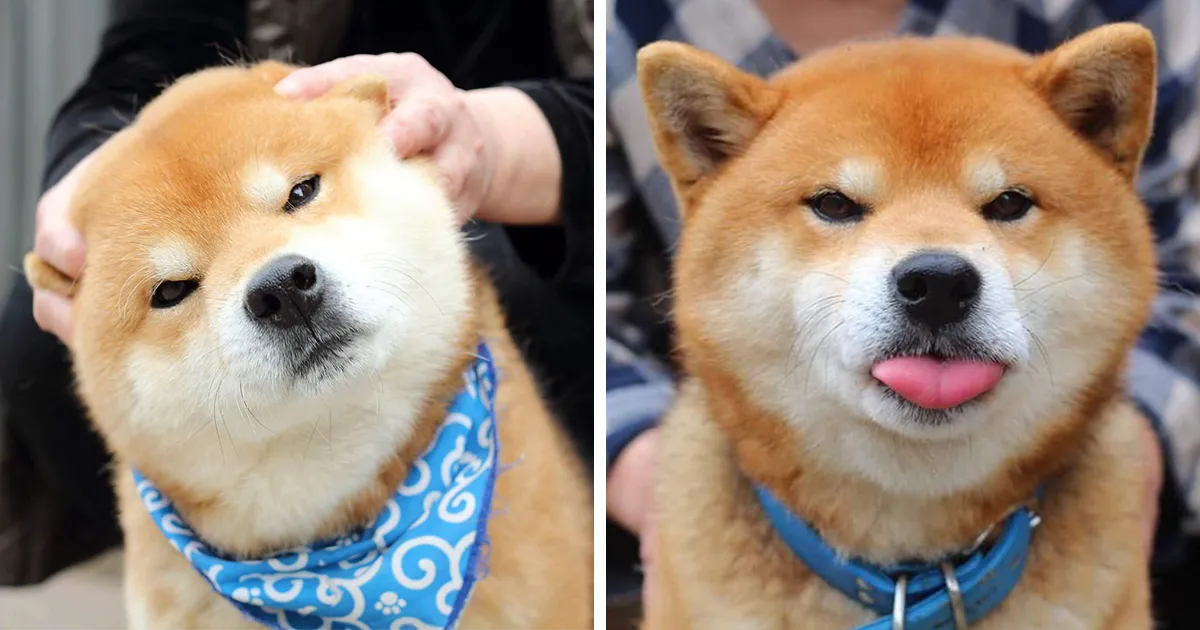 Este es Ryuji, el perro shiba más expresivo de todo Japón