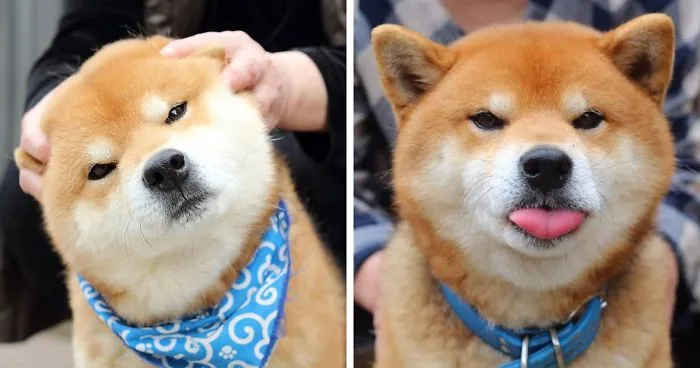 Meet Ryuji, The Most Expressive Shiba From Japan