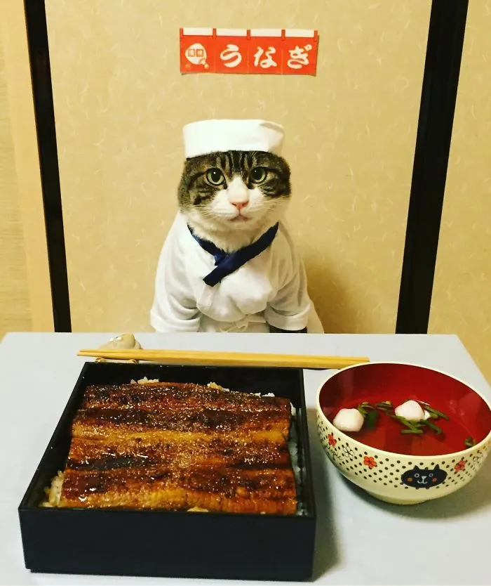 Este gato chef cena cada noche con su dueña vistiendo un disfraz distinto