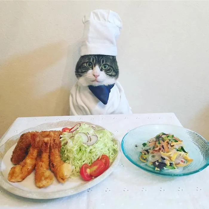 Este gato chef cena cada noche con su dueña vistiendo un disfraz distinto