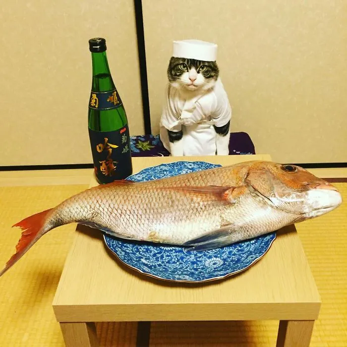 Cosplaying Cat Chef Dines With His Mom Every Night In Different Outfit