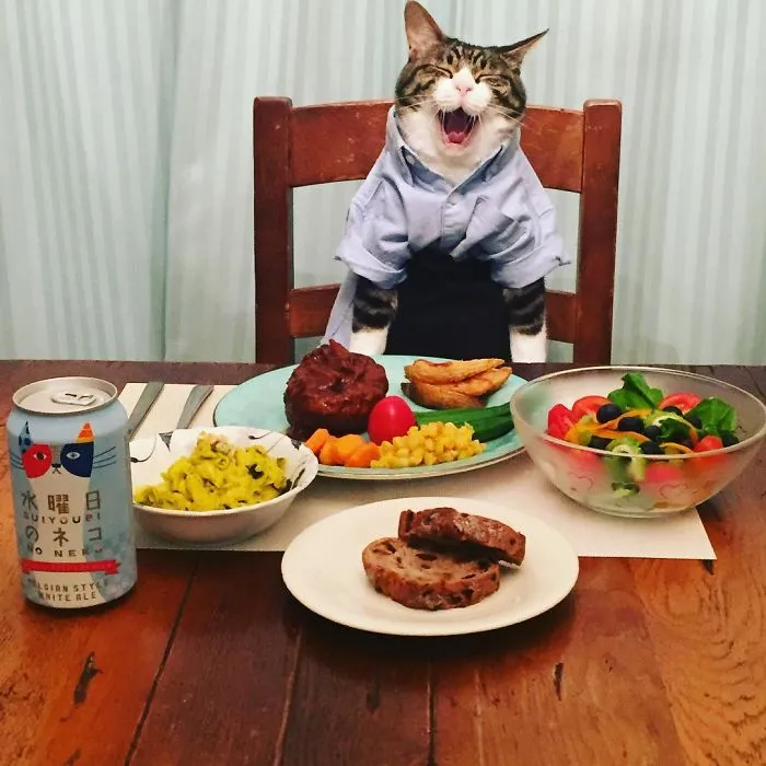 Cosplaying Cat Chef Dines With His Mom Every Night In Different Outfit