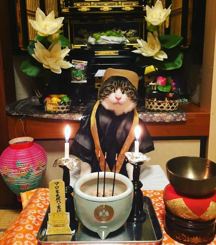 Este gato chef cena cada noche con su dueña vistiendo un disfraz distinto