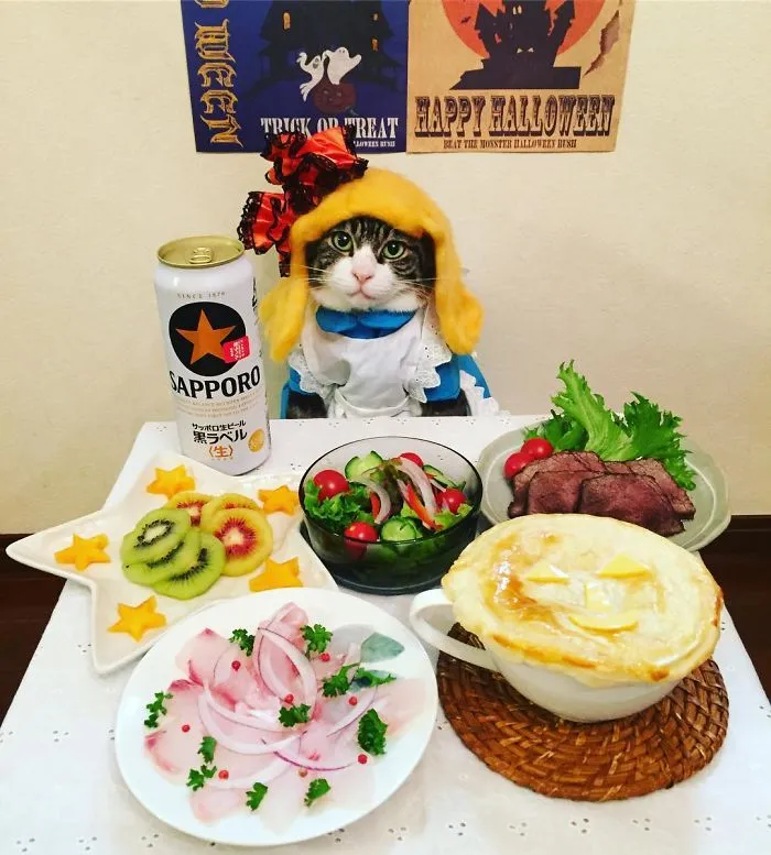 Este gato chef cena cada noche con su dueña vistiendo un disfraz distinto
