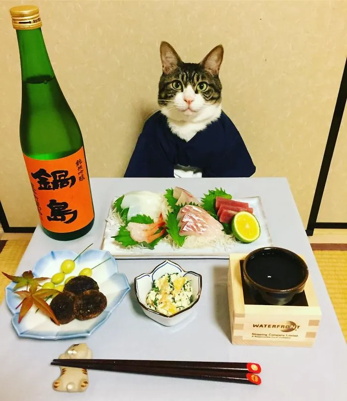 Este gato chef cena cada noche con su dueña vistiendo un disfraz distinto