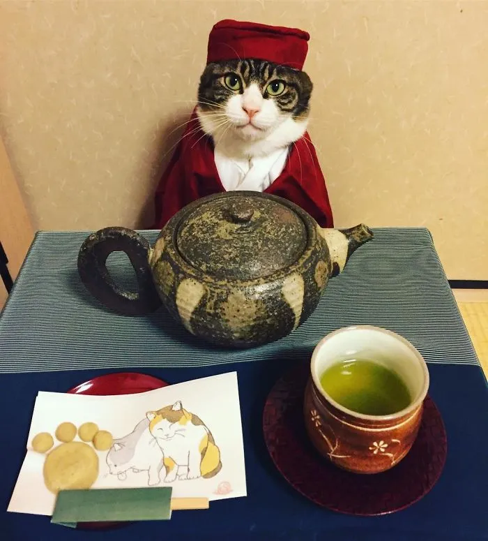 Este gato chef cena cada noche con su dueña vistiendo un disfraz distinto